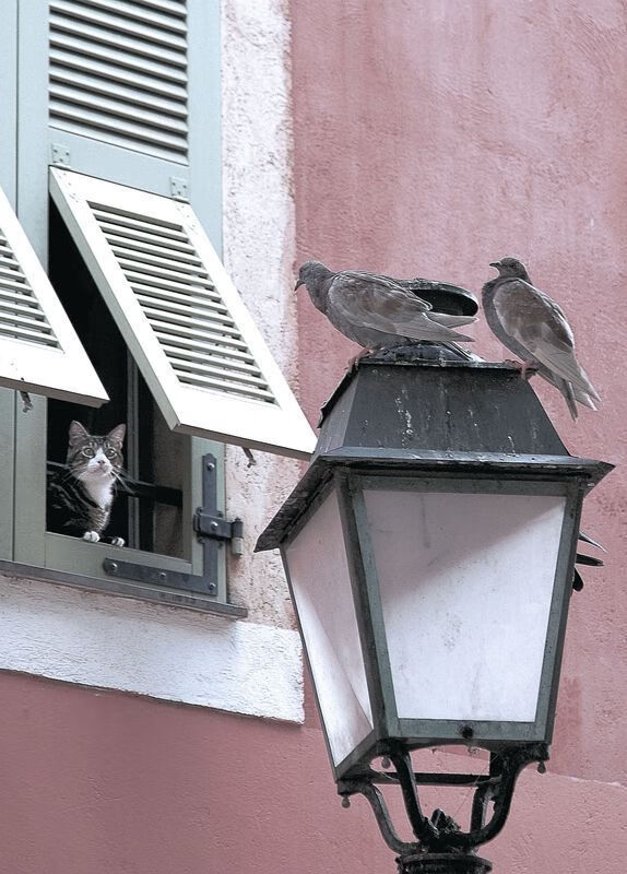 亚特兰大组织推进清晰掌握场上节奏,亚特兰大攻势足球