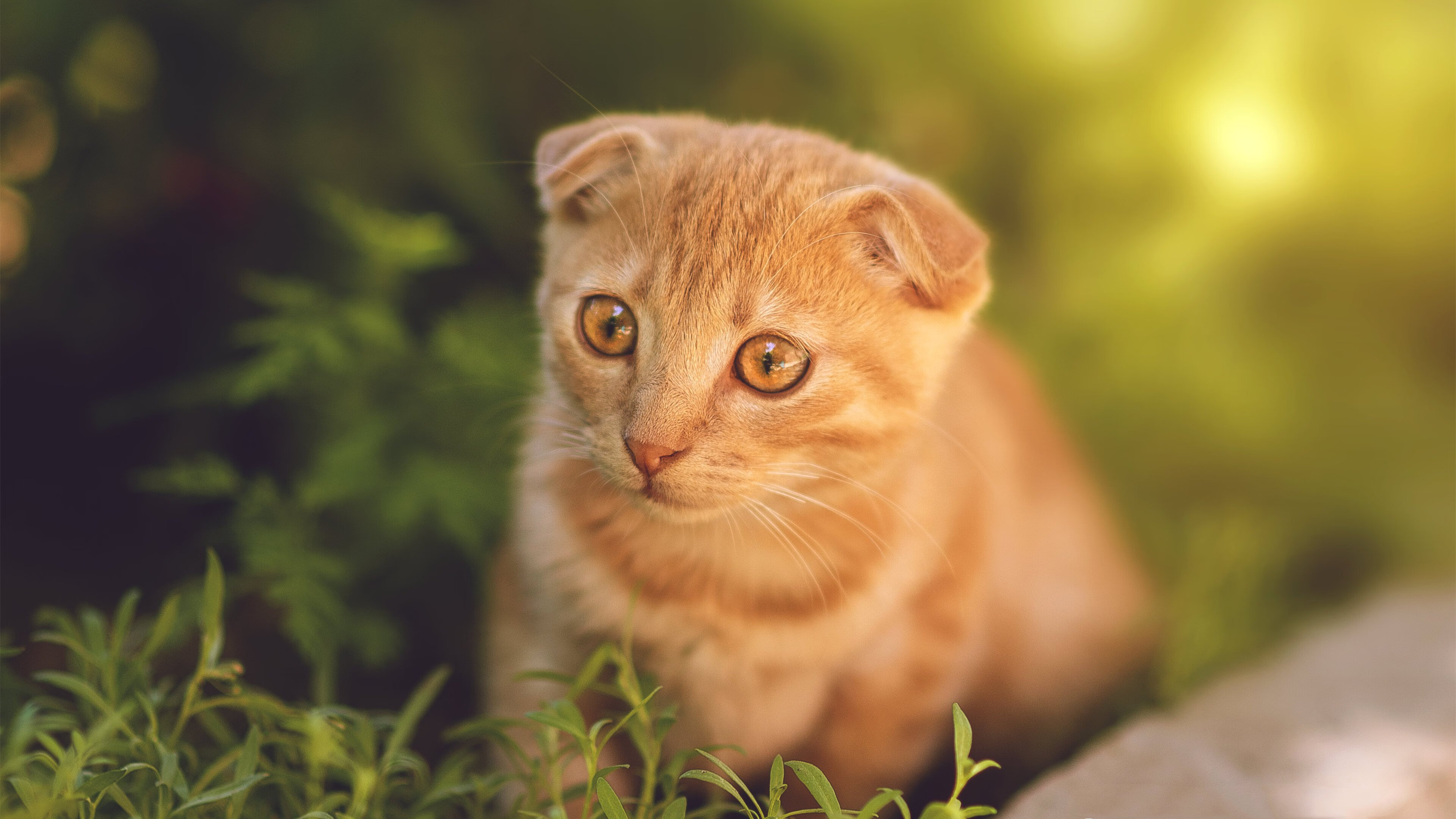 体育新闻中心深化体育音视频资产全链路管理机制