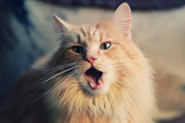 开云-美国女将包揽100仰冠亚，美国女排名将